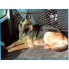 Dog net for car universal, with fastenings h100 x L140